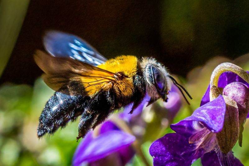 Bees Relocation