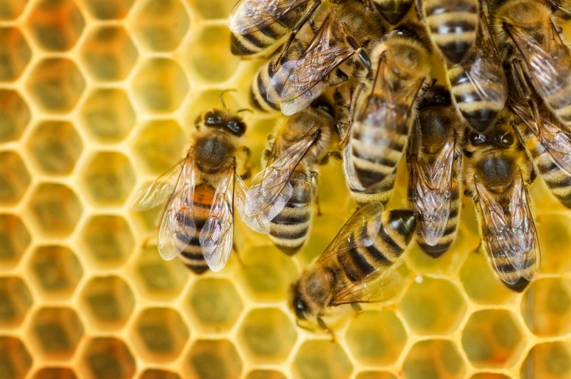 Bees Vs. Wasps: Understanding The Difference For Proper Pest Control