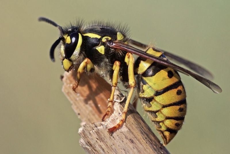 Bees Vs. Wasps: Understanding The Difference For Proper Pest Control