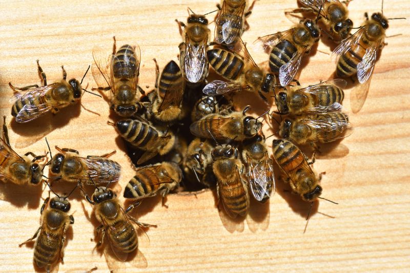 Bees Relocation Cost Overview — Cost of Bees Relocation