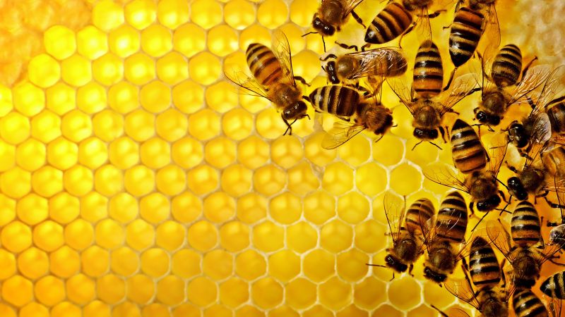 Bees Relocation Cost Overview — Cost of Bees Relocation