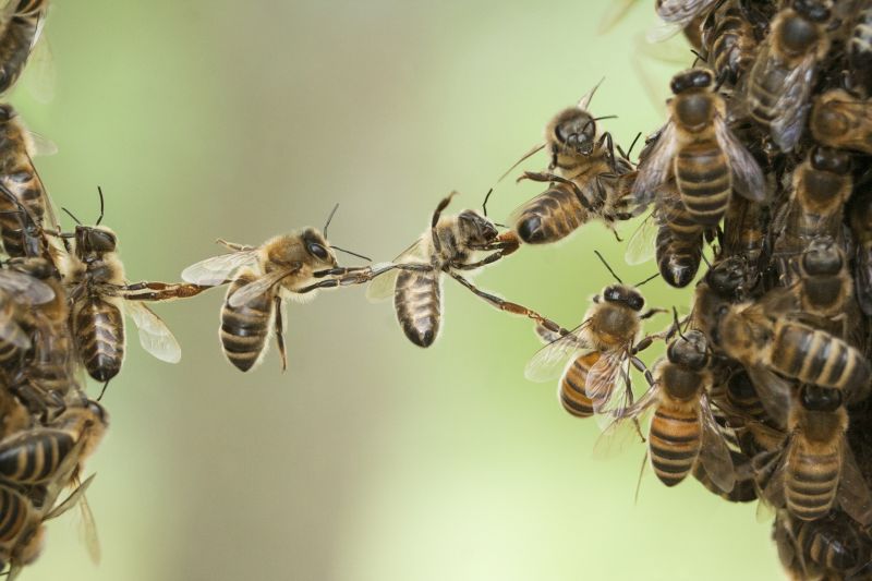 Bees Relocation Cost Overview — Cost of Bees Relocation