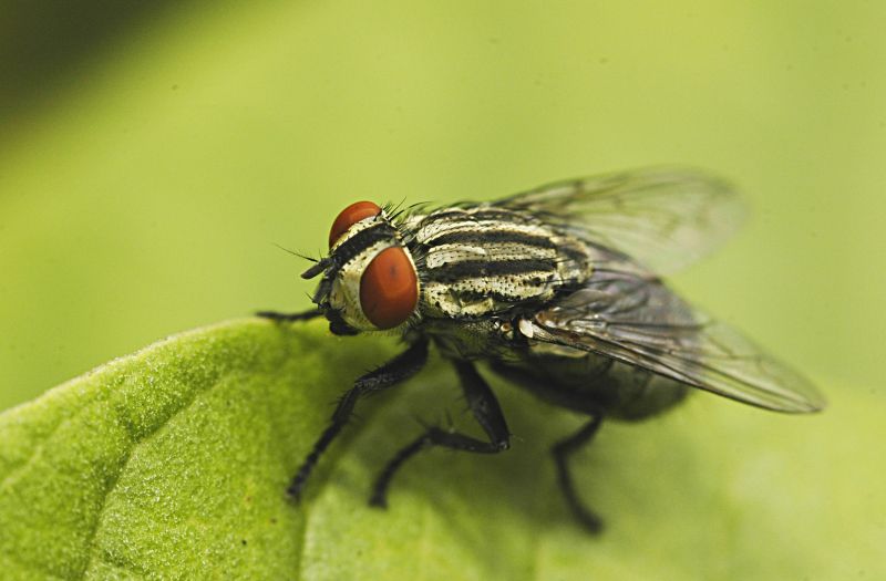 Fly Extermination in Rockwall, TX