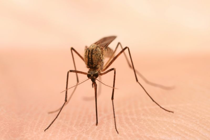 Moth Extermination in Katy, TX