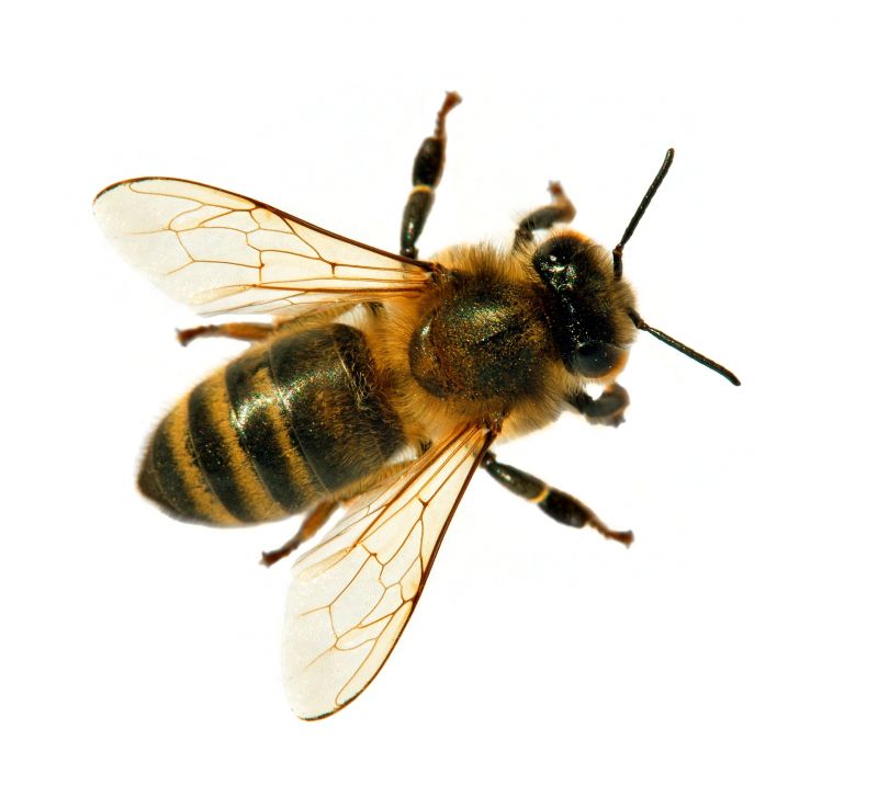 Seasonal Bee Activity And When Pest Control Is Most Effective