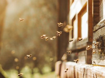 Seasonal Bee Activity And When Pest Control Is Most Effective
