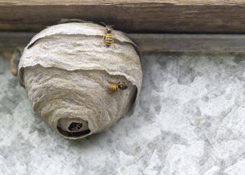 Signs You Have A Bee Nest On Your Property