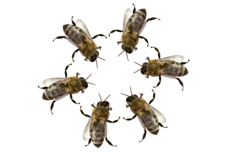 Why Professional Bee Pest Control Is Safer Than Diy Removal