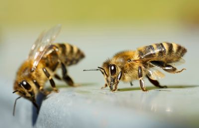 Humane approach to bee management